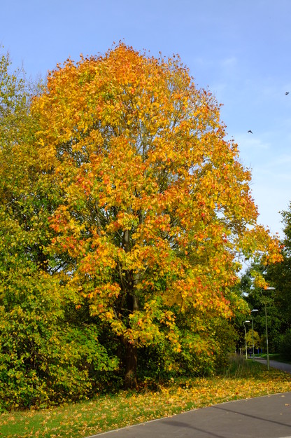 Henley Hill tree photo