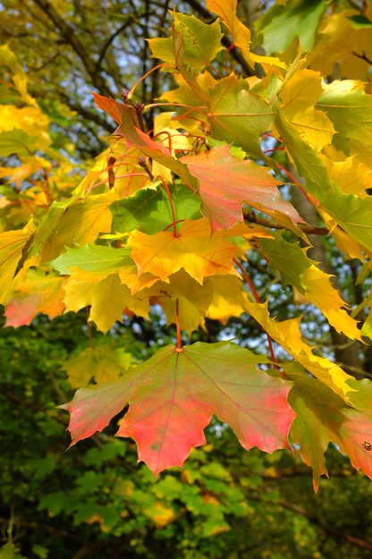 October close-up photo