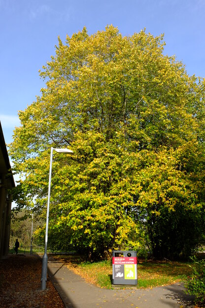 Knight Nursery tree photo