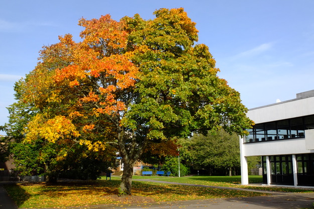 Minghella East tree photo