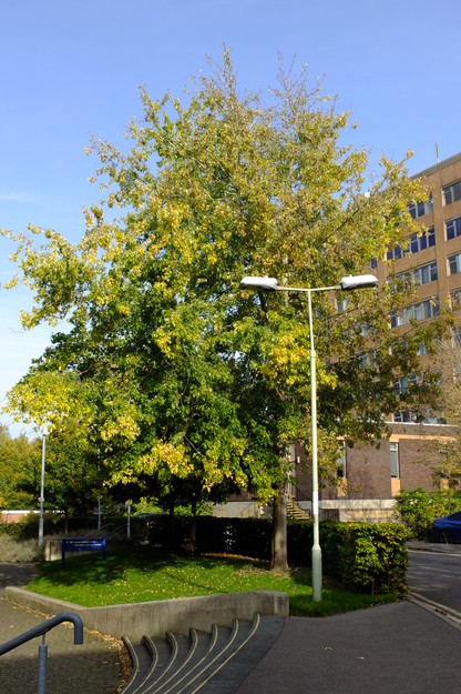 October tree photo