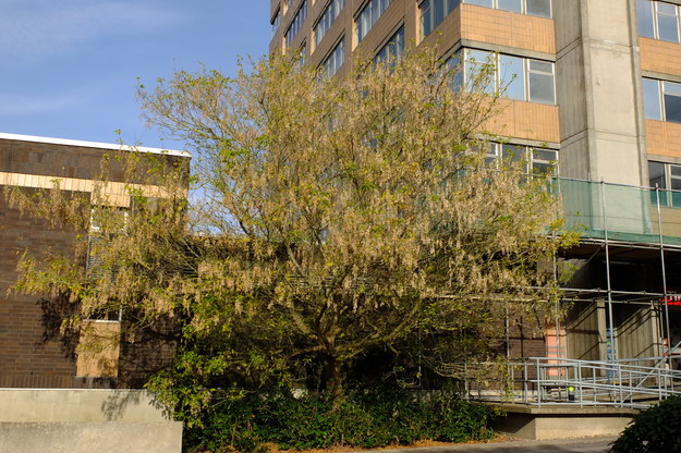 Tower South tree photo