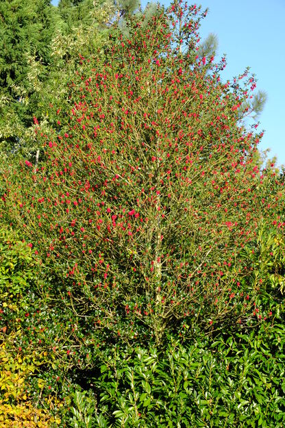 October tree photo