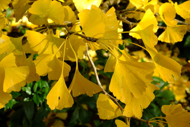 October close-up photo