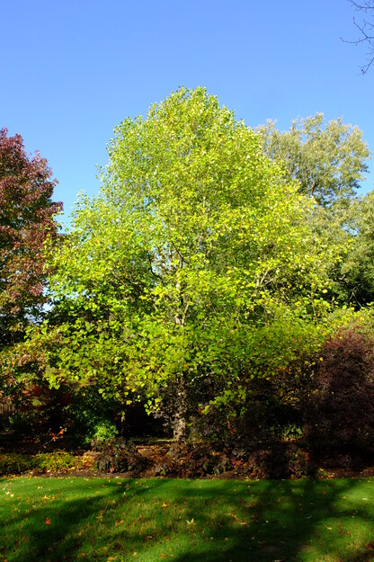 October tree photo
