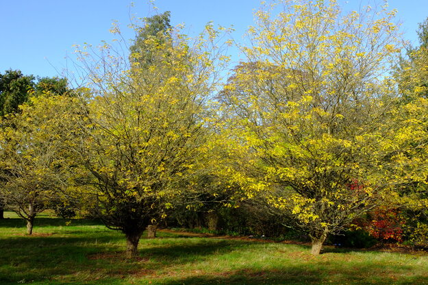October tree photo