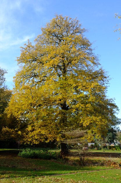Photo of Quercus cerris