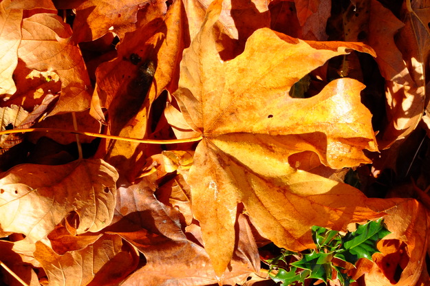 October close-up photo
