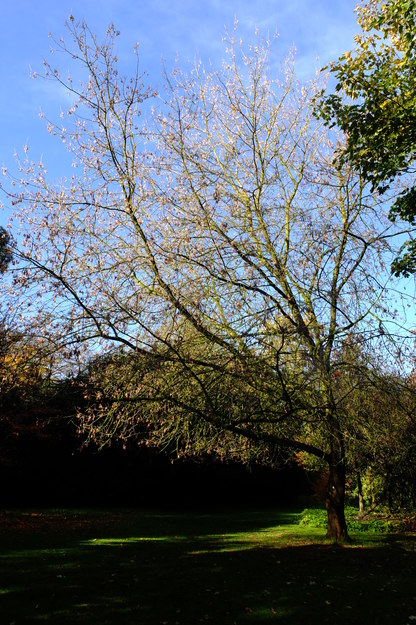 Photo of Acer negundo