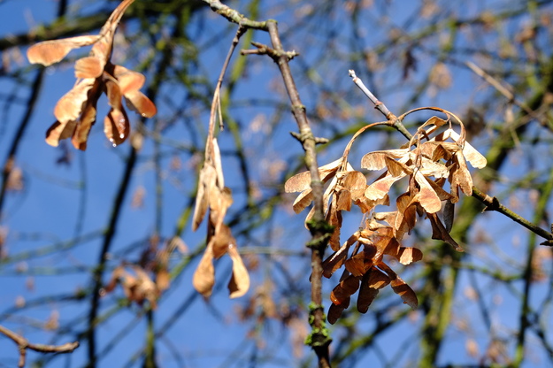 October close-up photo