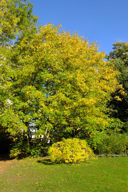 October tree photo