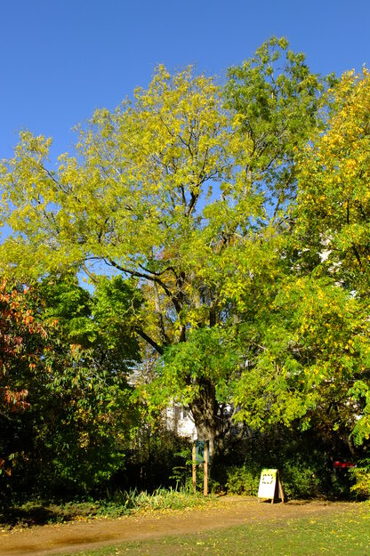 Harris Garden tree photo