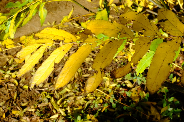 October close-up photo