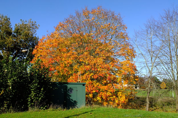 October tree photo