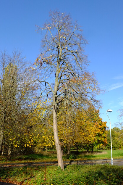 October tree photo