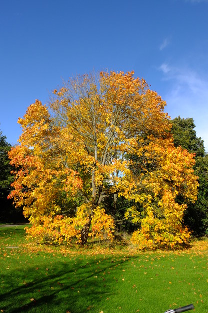 Carpark Eat tree photo