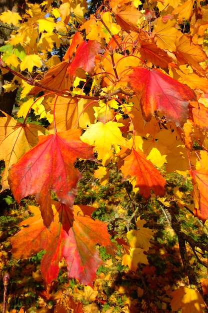 October close-up photo