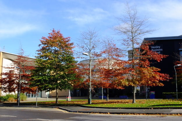 Henley West tree photo