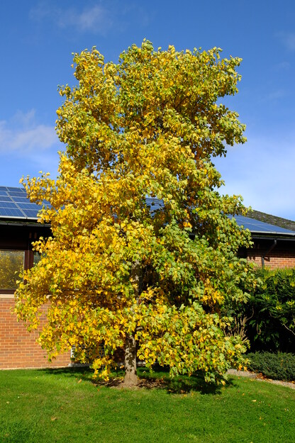 Estates tree photo