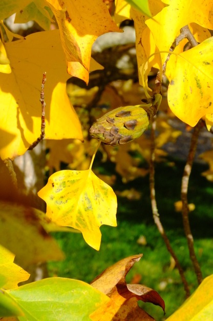 October close-up photo