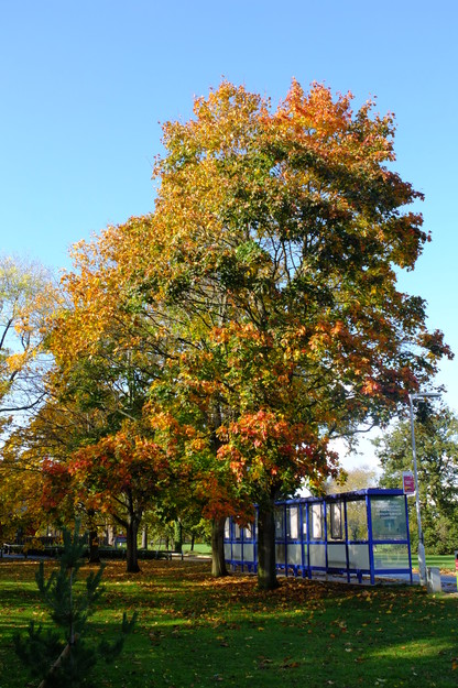 October tree photo