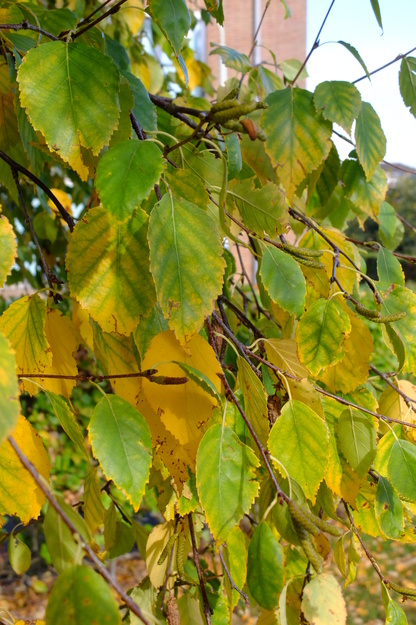 October close-up photo