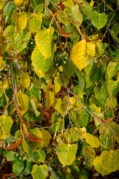 October close-up photo