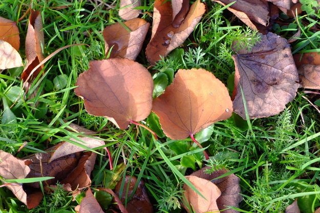 October close-up photo