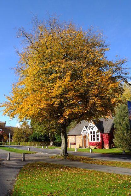 Photo of Carpinus betulus