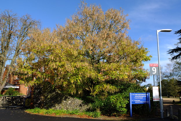 Park House tree photo