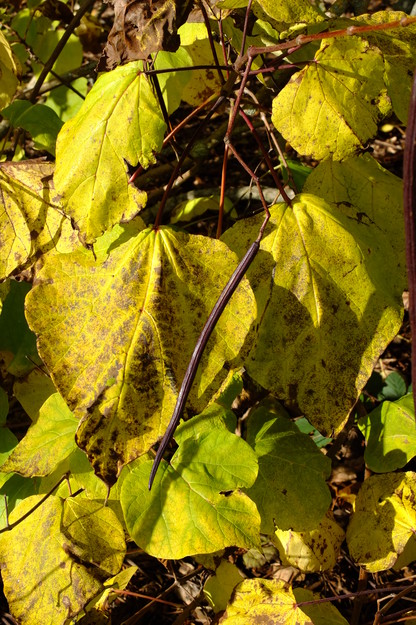 October close-up photo