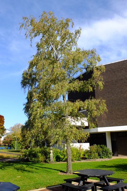 October tree photo