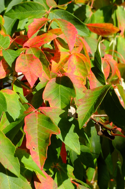 October close-up photo