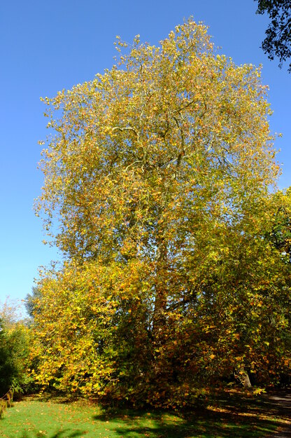 North lakeside tree photo