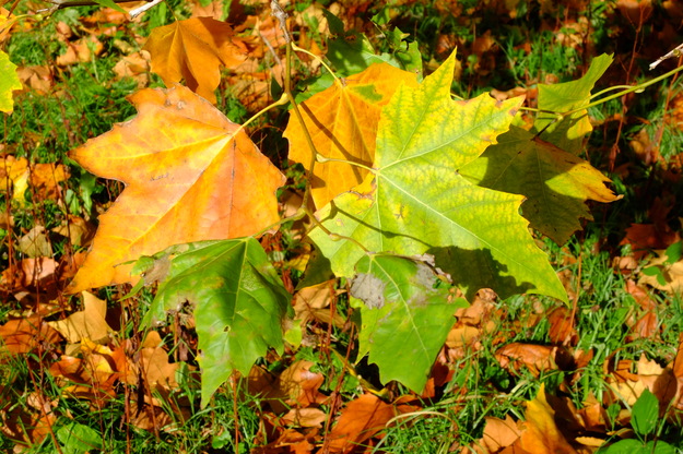 October close-up photo