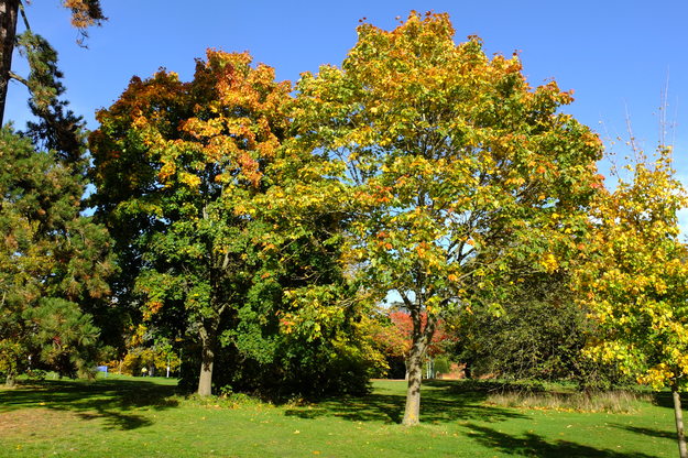 October tree photo