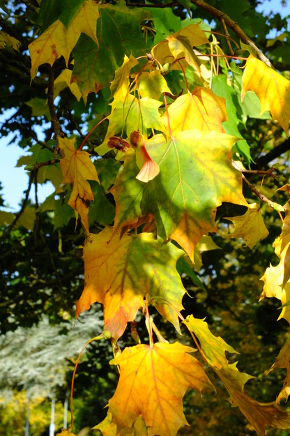 October close-up photo