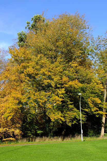 October tree photo