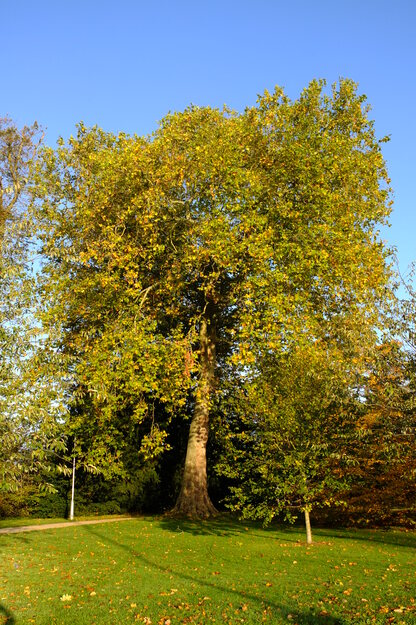 October tree photo