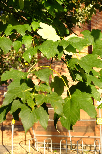 October close-up photo
