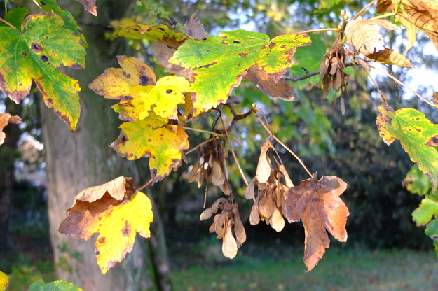 October close-up photo