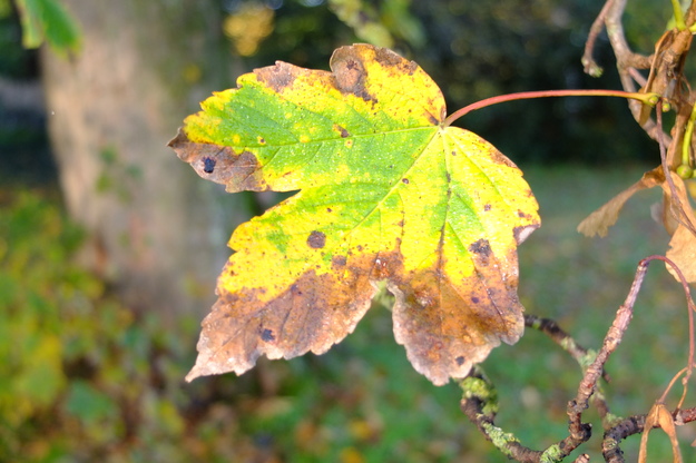 October close-up photo