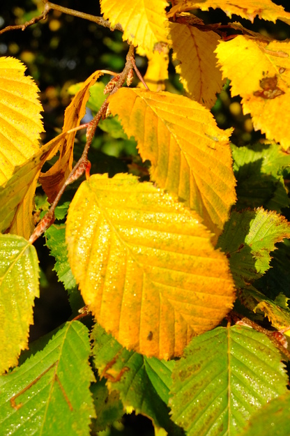 October close-up photo