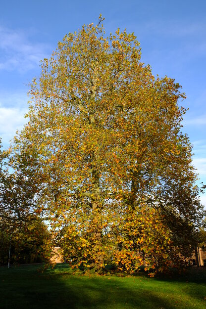 Photo of Platanus &times; hispanica