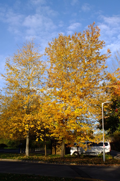 October tree photo