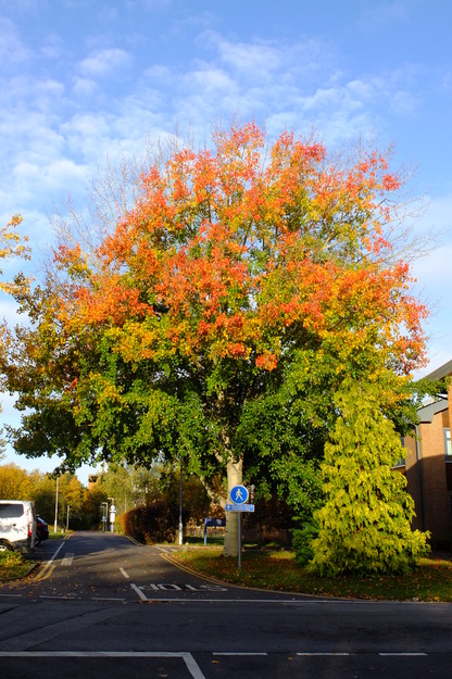 Photo of Populus alba
