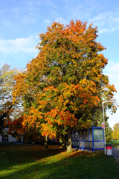 Chancellor's East tree photo