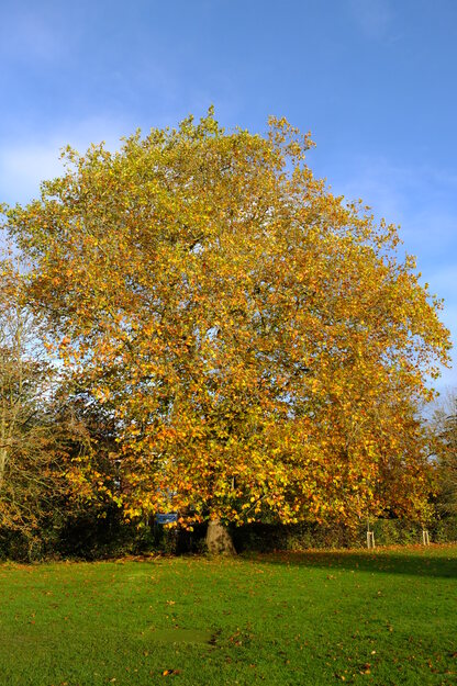 Elmhurst Road tree photo