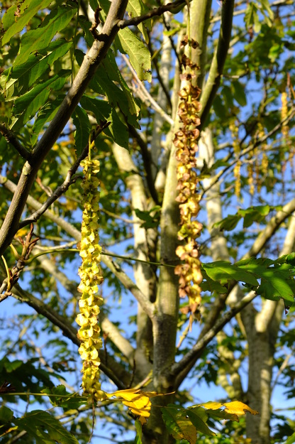 October close-up photo