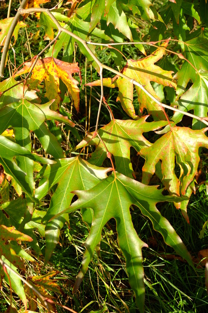 October close-up photo